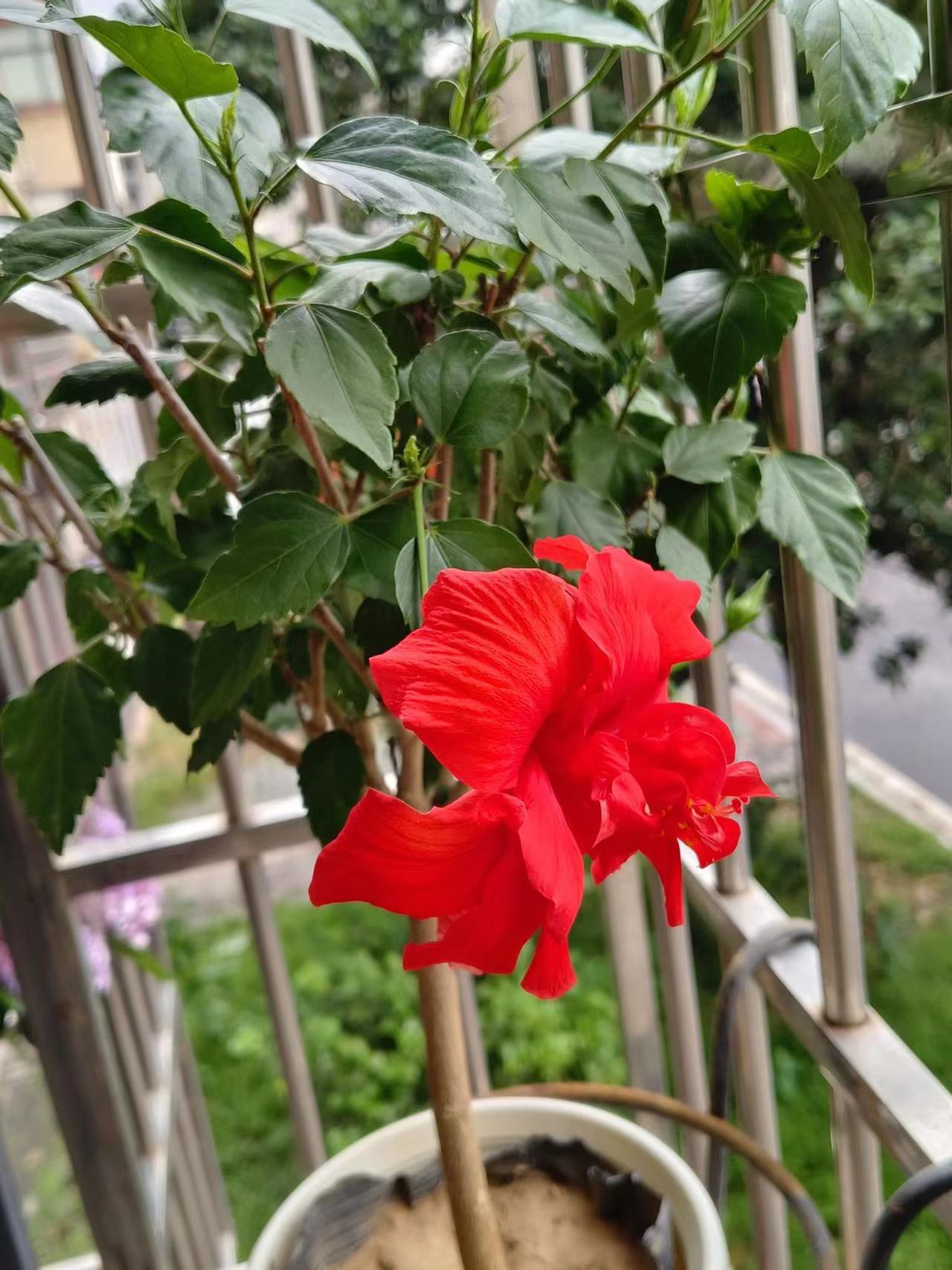 芙蓉牡丹荨麻颗植物基地直发不要换盆换盆不售后