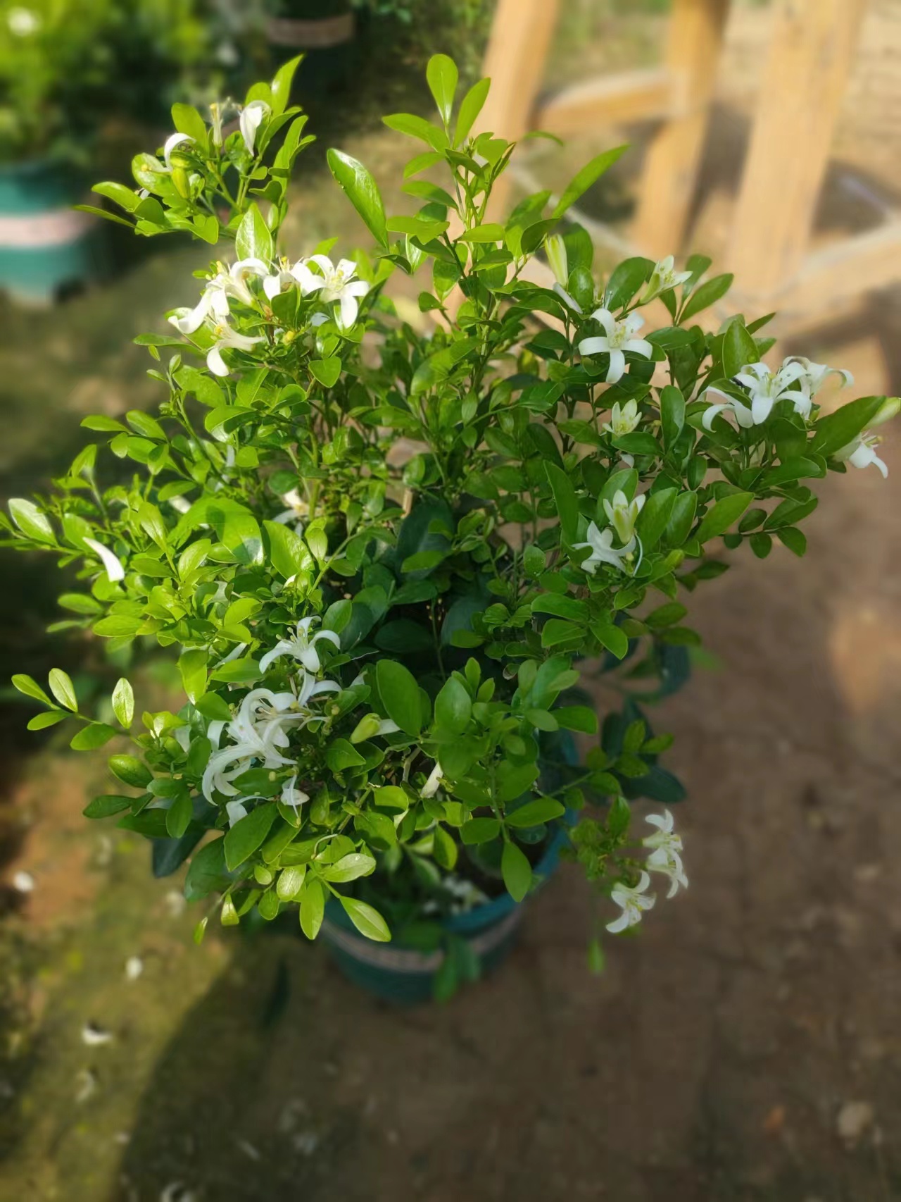九里香芸香科山东基地直发换盆不售后