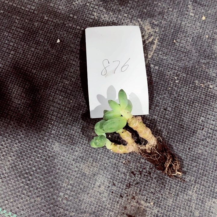 一*点876名密密麻麻吗