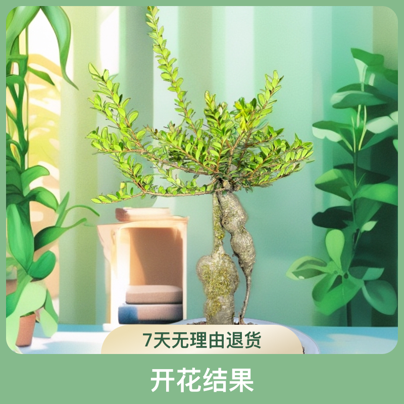 云南五翅莓开花结果