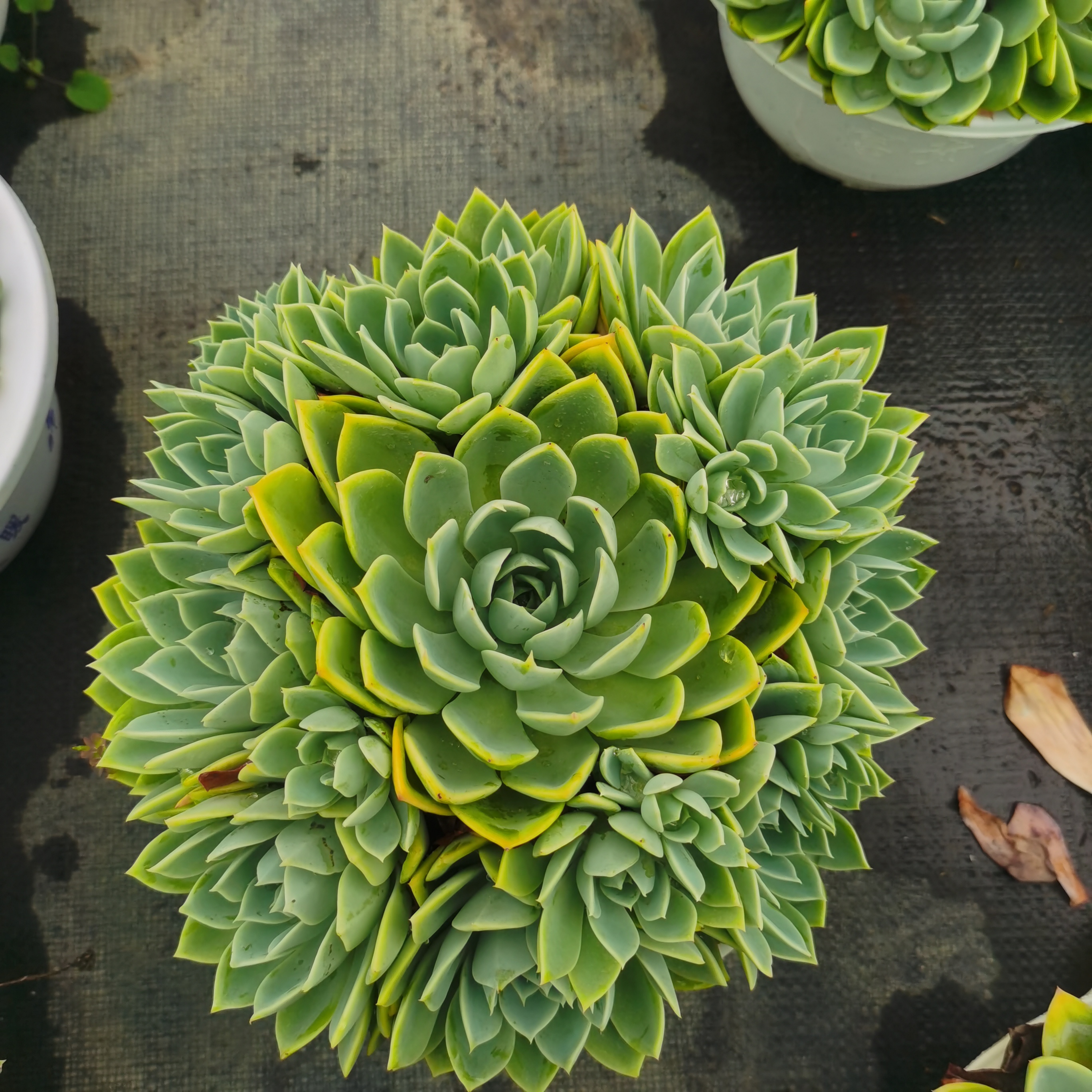 源熠【基地直发】三色堇多肉多头捧花型多年生