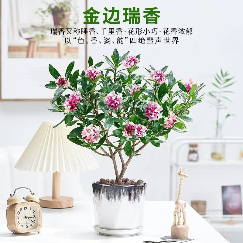 【老桩苗】老桩金边瑞香盆栽带花苞年宵花