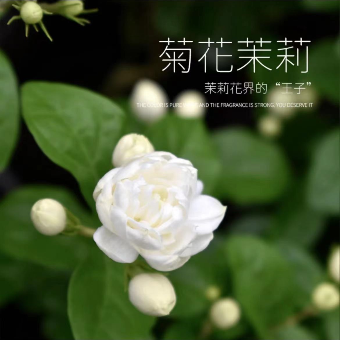 巴西菊花茉莉重瓣浓香菊花白色茉莉好养易活四季盆栽花花夏季好养