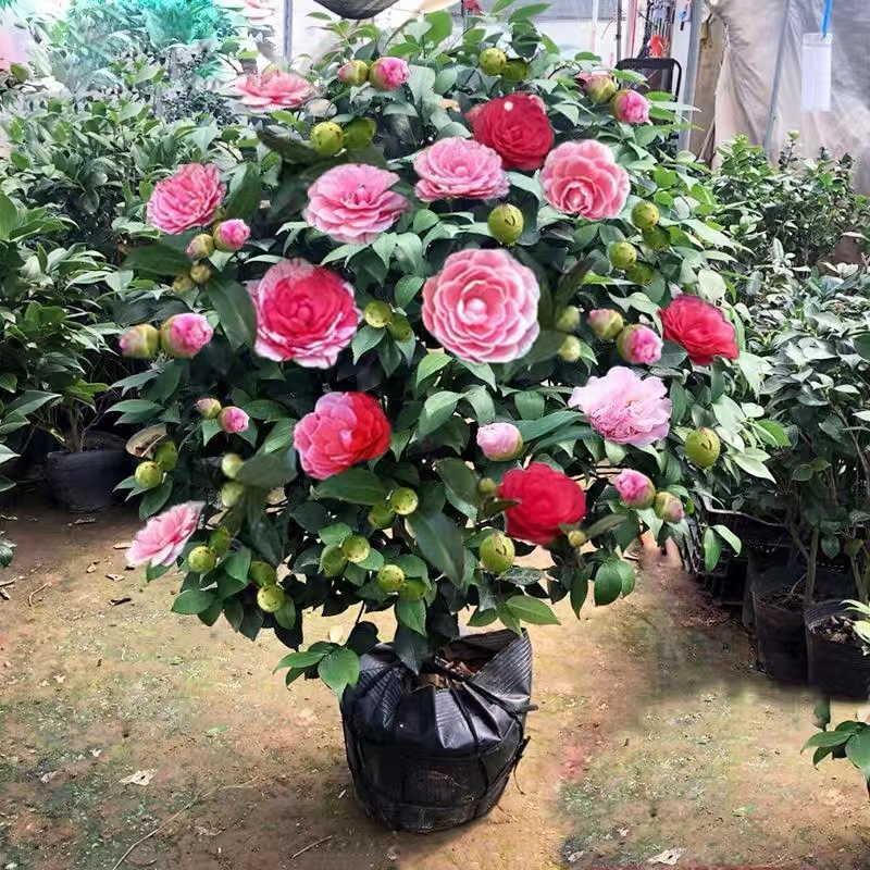 带花苞香妃山茶花盆栽花卉植物茶花树苗室内浓香