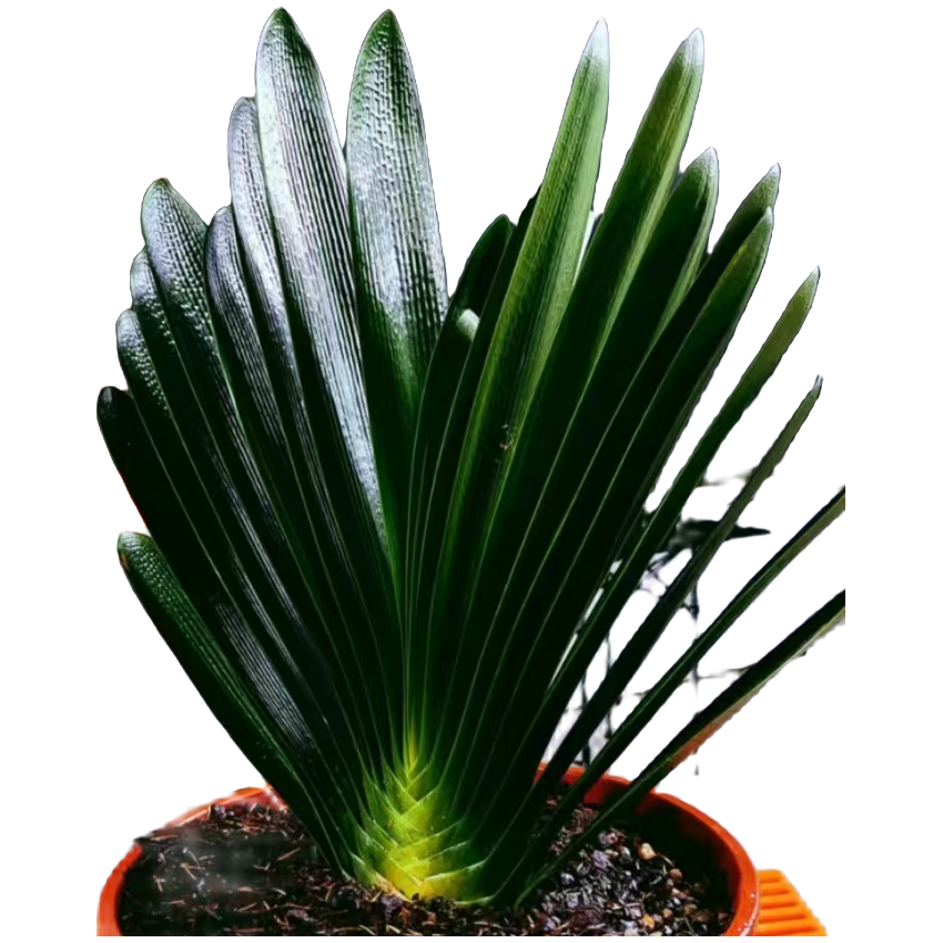 长春君子兰小卢拍花链接