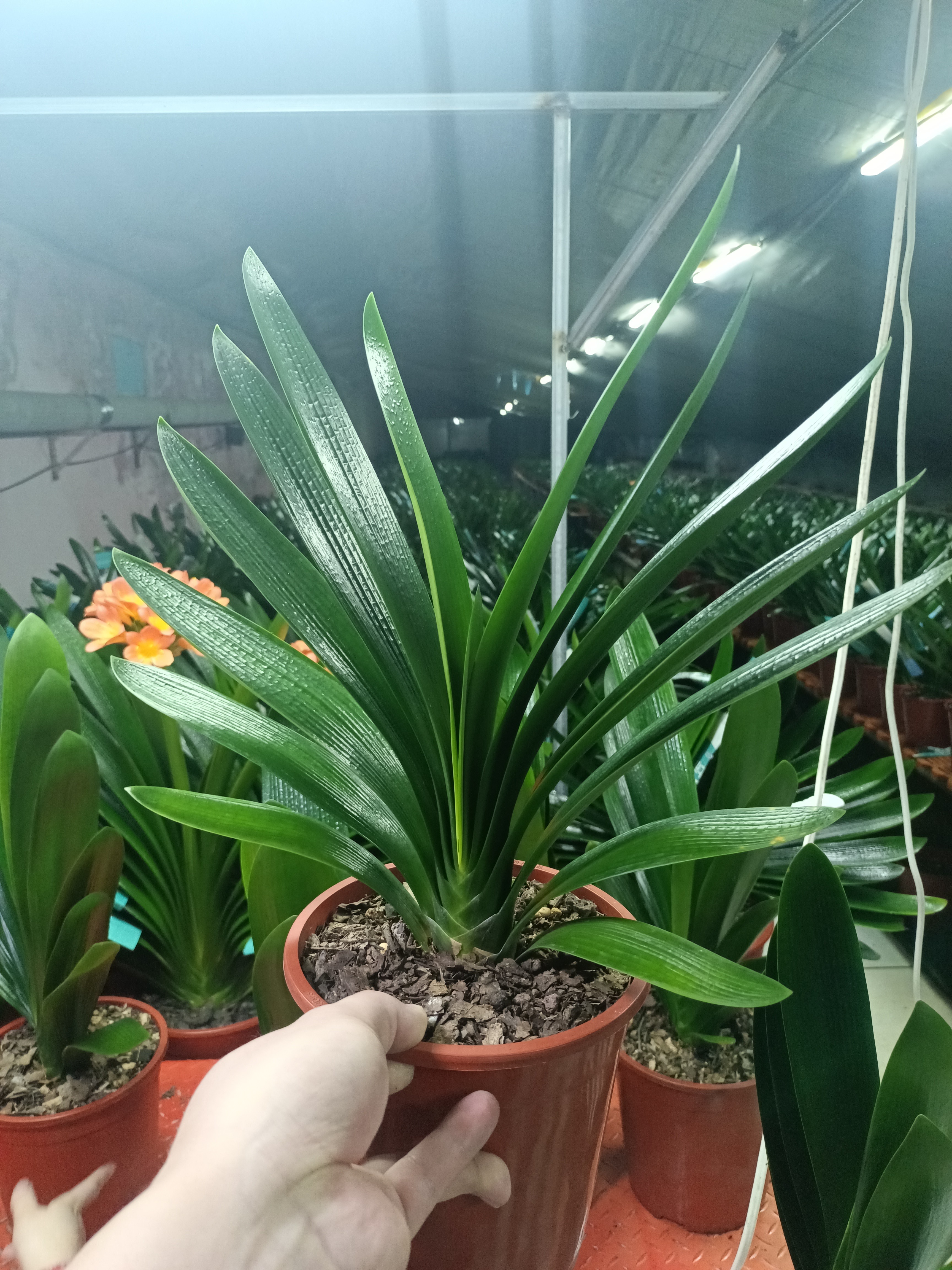 婷儿精品兰苑直播间下单