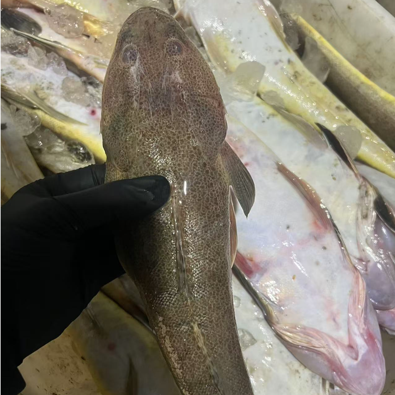 吕四渔港纯野生箭头鱼辫子鱼尖角子