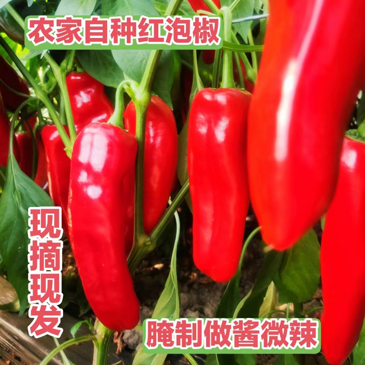 新鲜[精品红椒]现摘现发芜湖农家自种不辣红辣椒1-5斤泡沫盒/包邮