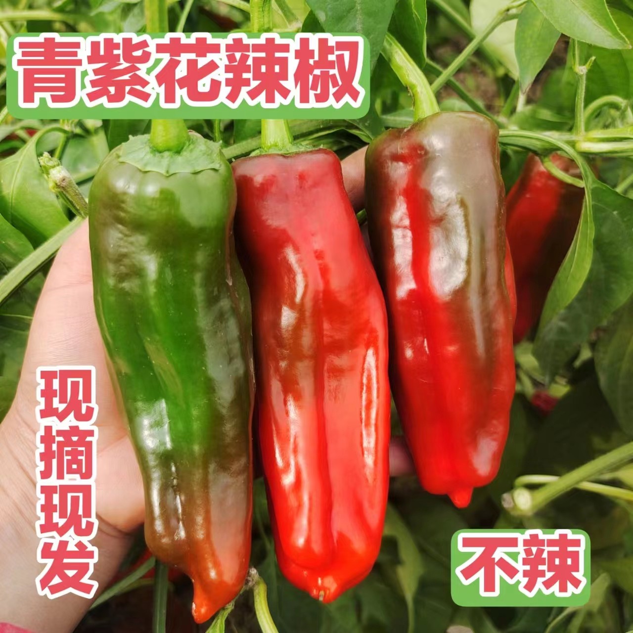 现摘现发芜湖农家新鲜辣椒/青紫花彩椒3斤/5斤包邮/不辣