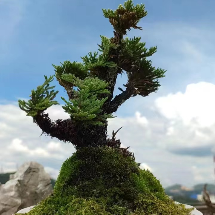 卷柏，九死還魂草，