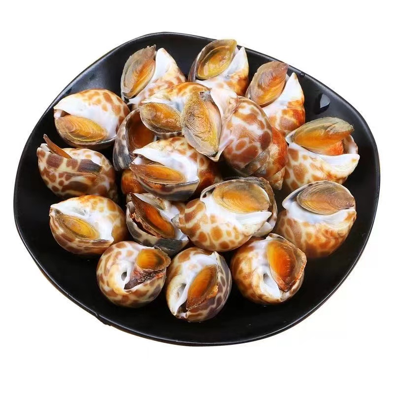 新鲜速冻大花螺 3斤 连云港发货