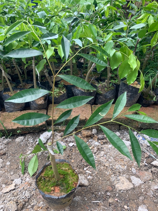 {春节不打烊}【小叶白奇】名贵品种正宗奇楠沉香树苗茂名电白发货