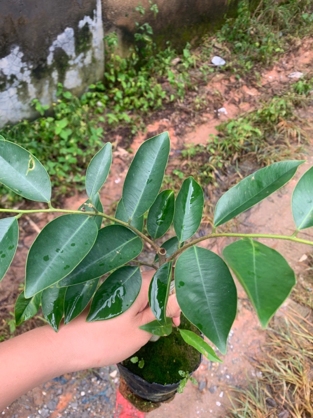 {春节不打烊}（香霸）原一代芽条奇楠沉香树苗茂名电白发货香农认可