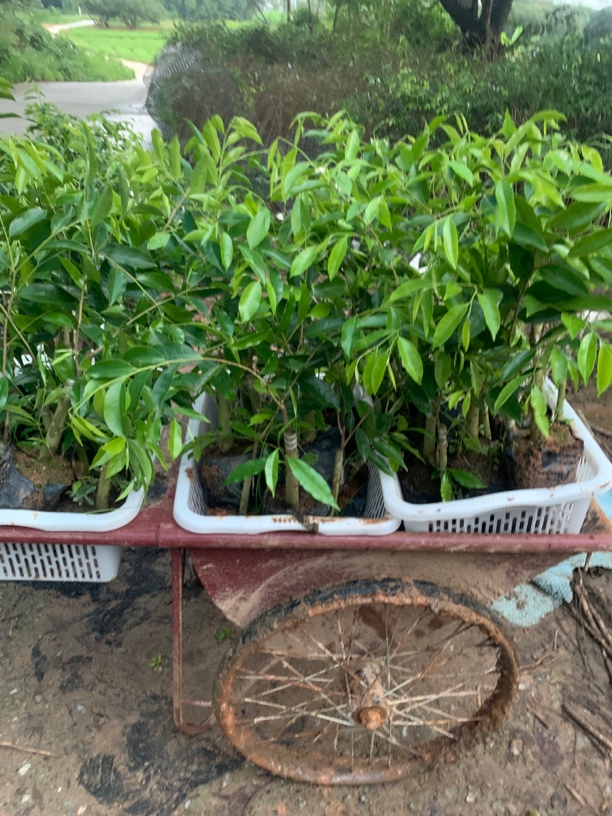 {春节不打烊}（金沙叶）原一代芽条奇楠沉香树苗茂名电白发货