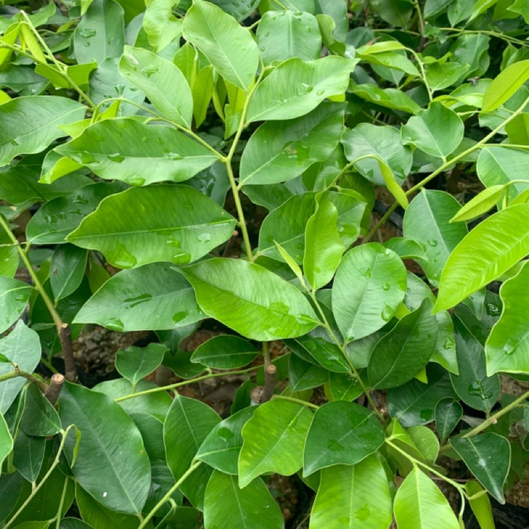 {春节不打烊}（香农推荐糖结品种）电白奇楠沉香树苗发货带土