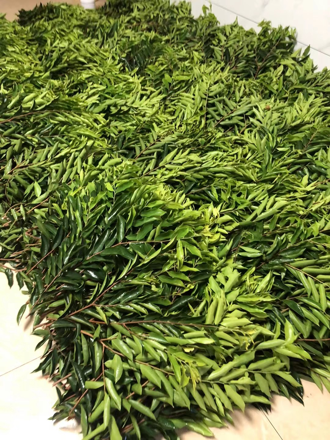 绿奇楠芽条（需要品种备注）1斤装