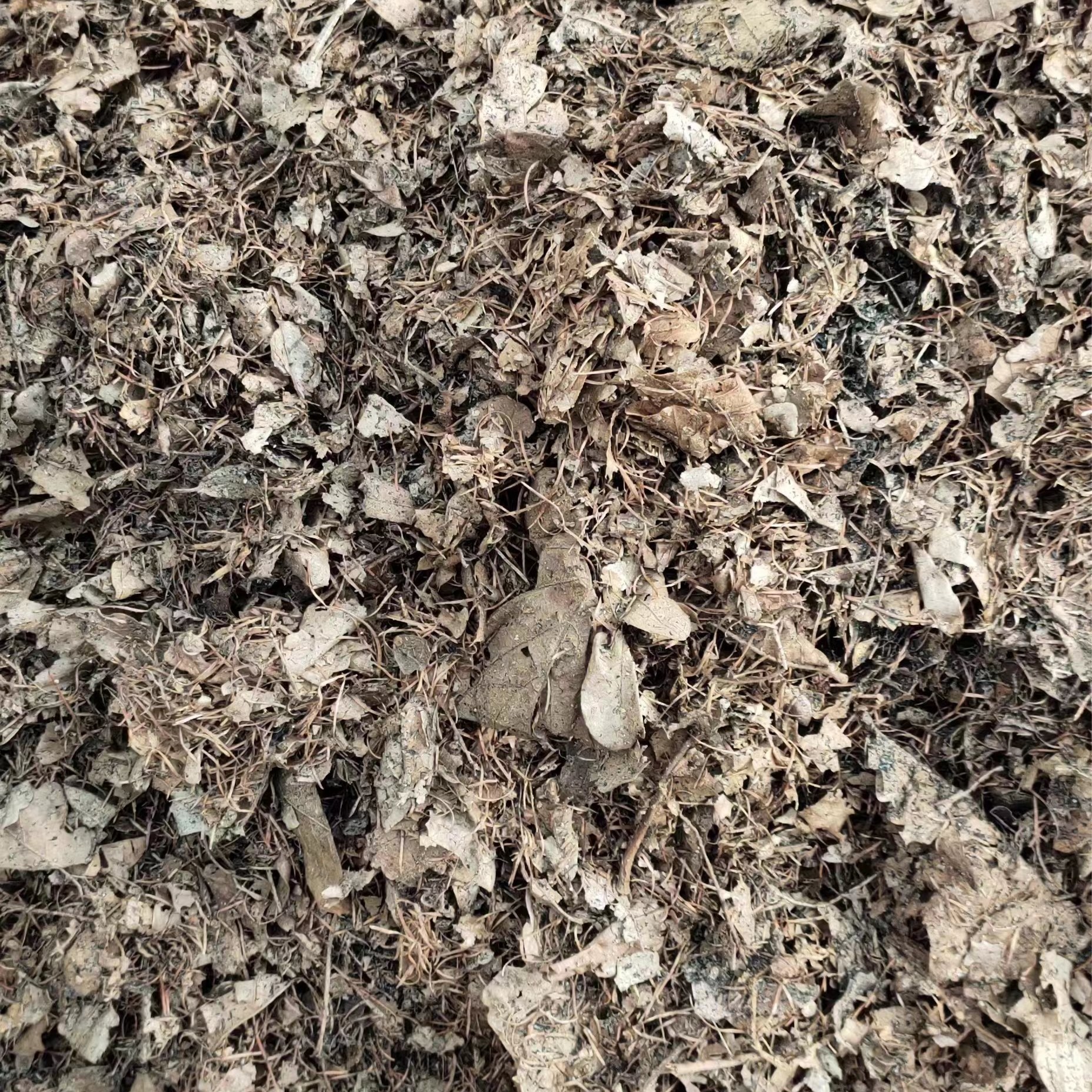 君子兰专用花土，腐叶土，5.斤，养殖，养兰