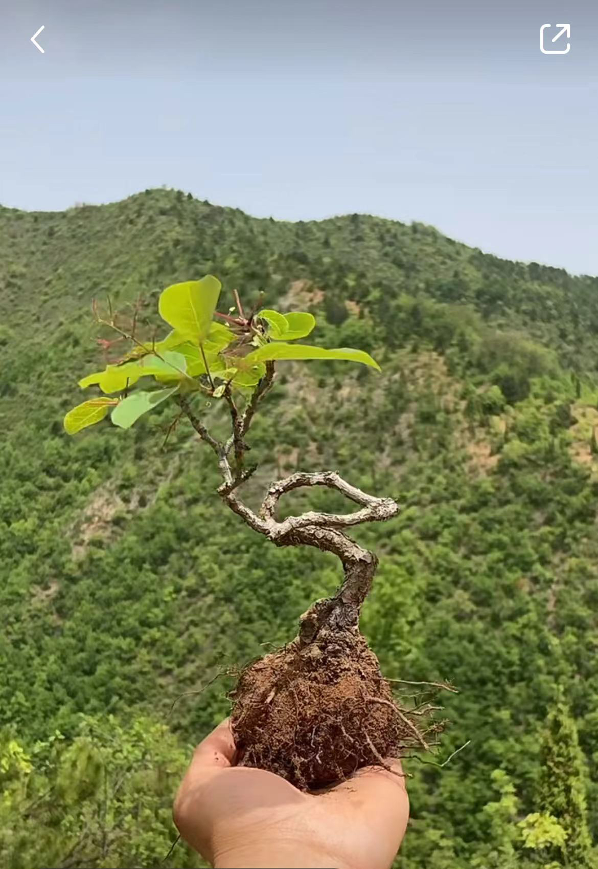 太行山红叶黄栌盆景 一物一拍找到相应价钱拍下