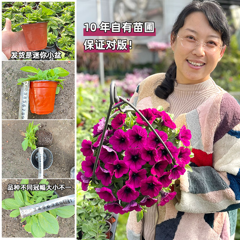 （满4盆包邮）矮牵牛迷你小盆苗单瓣冠幅不一不带花