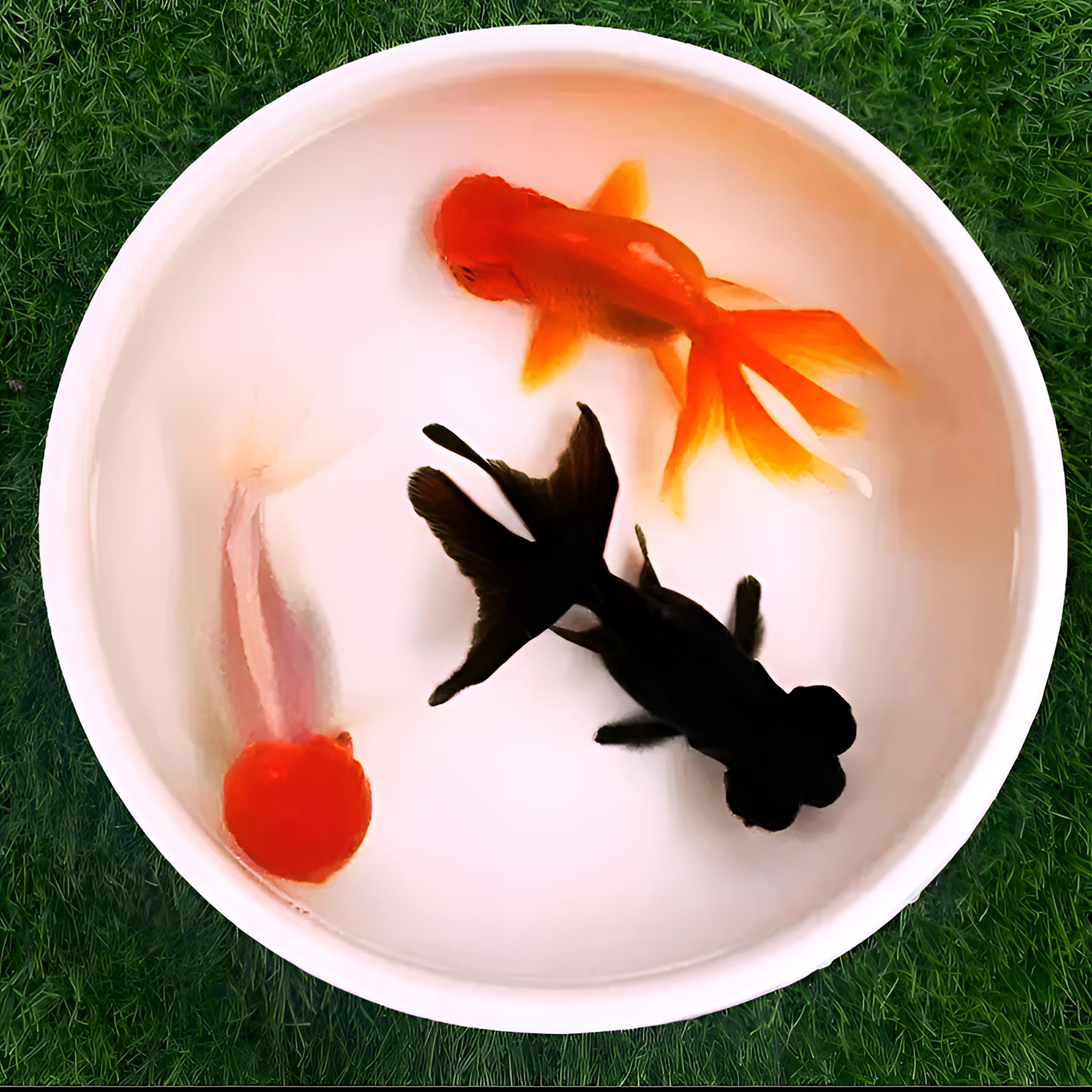 网红招财红狮顶红黑红龙睛金鱼耐活淡水活体混养冷水金鱼观赏鱼