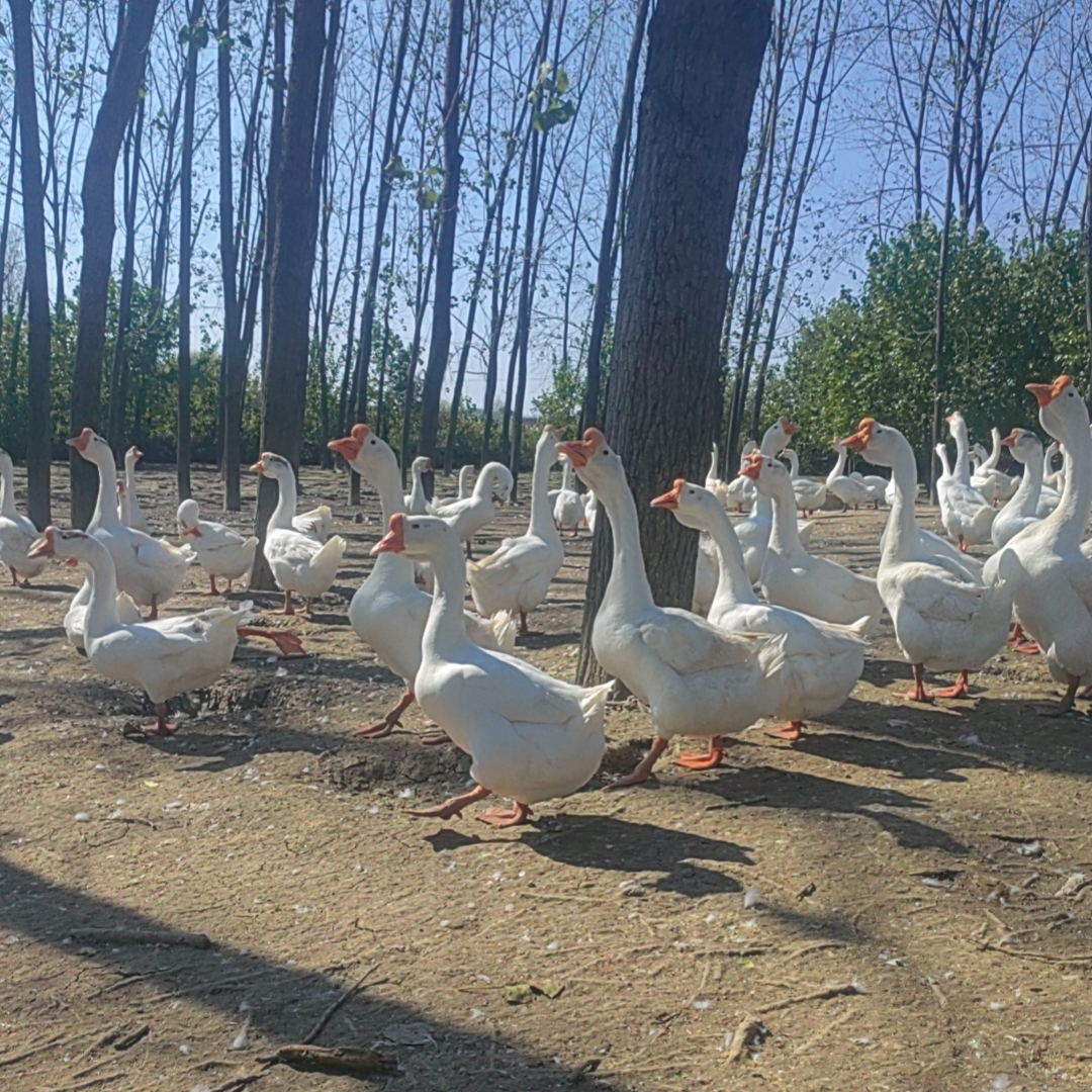 咸土老鹅腊鹅农家散养放养风干咸鹅手工腌制草鹅6-8.5斤