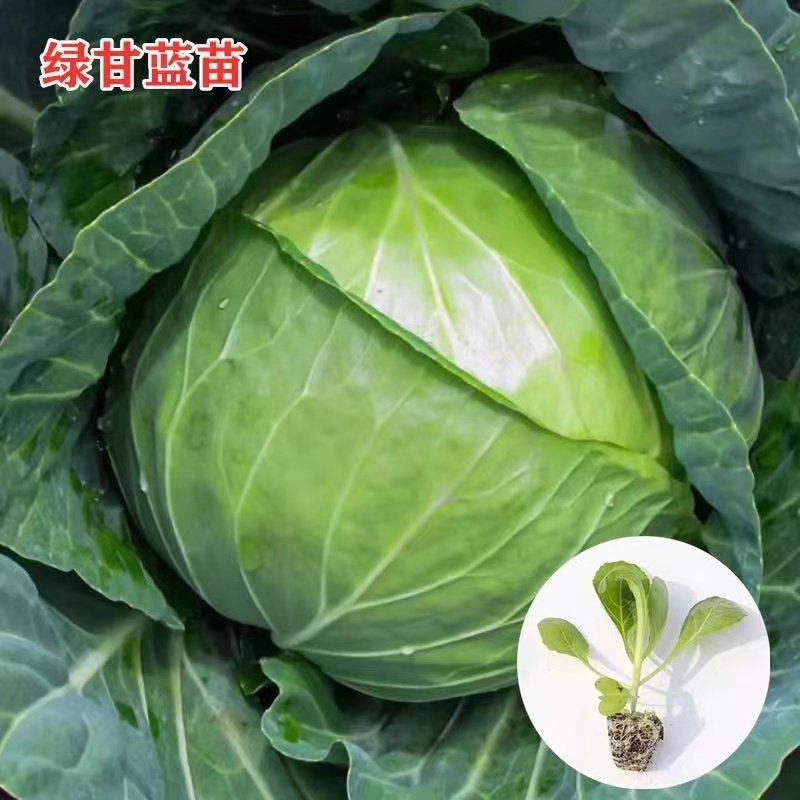 绿甘蓝秧苗穴盘带土秧苗耐寒包菜大头菜苗卷心菜迷你扁圆包菜苗