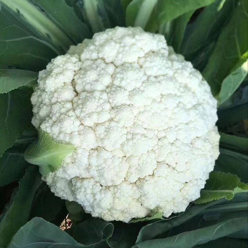 花菜苗秧苗青梗松花菜种苗白花菜四季阳台庭院冬天秋季花椰菜秧苗