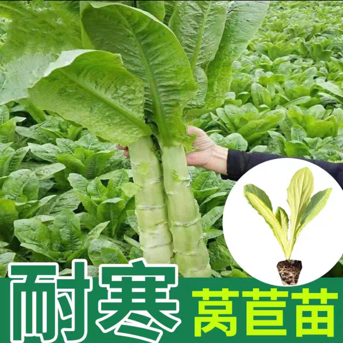 精选莴笋苗青皮莴苣苗秋冬耐寒阳台小院蔬菜秧苗