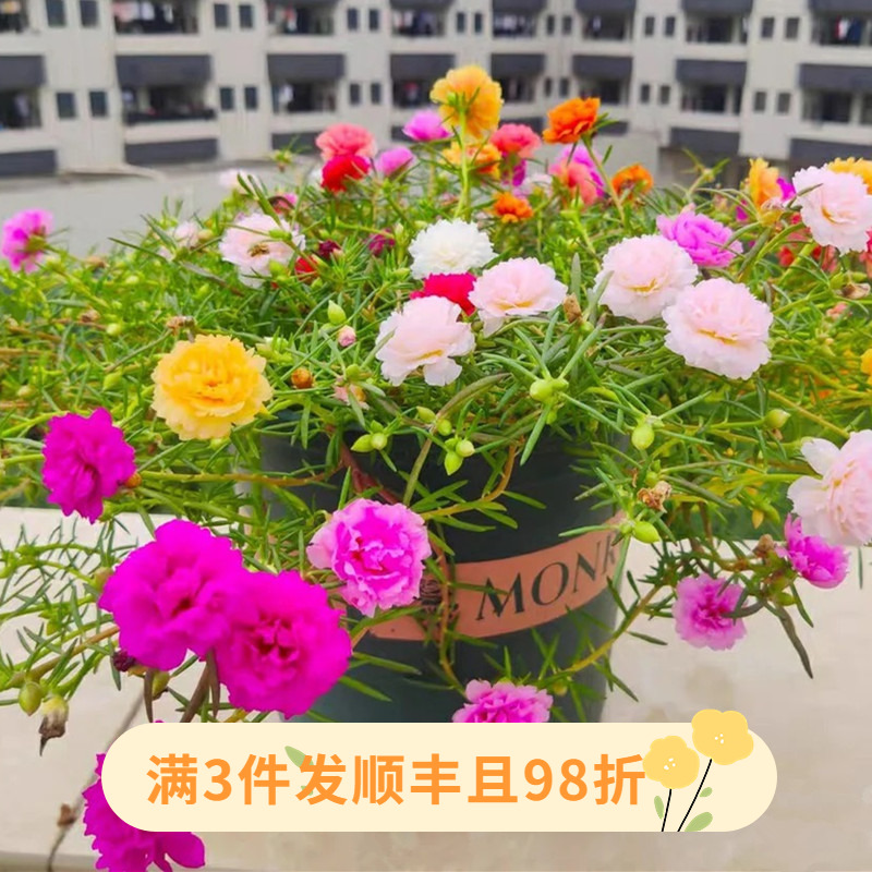 重瓣太阳花盆栽成品带花苞多色阳台庭院花园耐晒耐热四季开花植物
