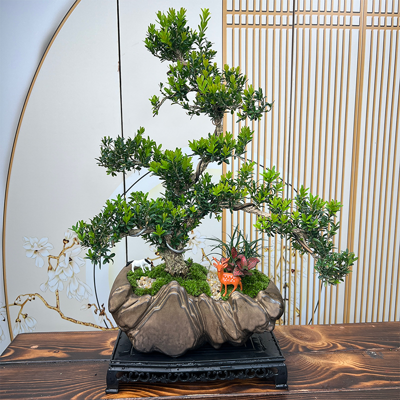 四大名树黄杨造型盆景室内玄关办公室高端耐寒植物黄杨盆景