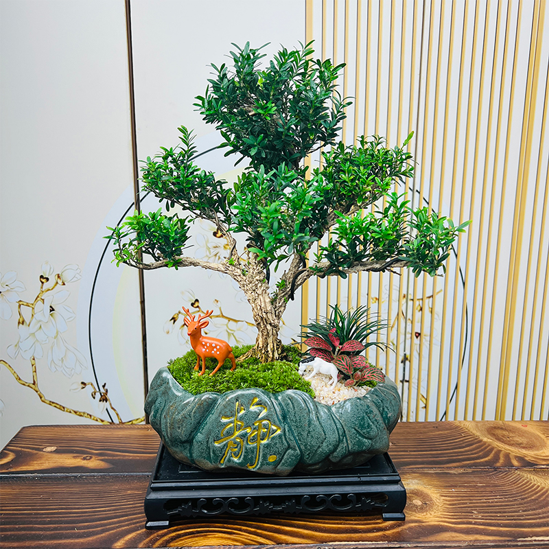 四大名盆景黄杨老桩造型盆景四季常青客厅玄关茶空间中式黄杨盆景