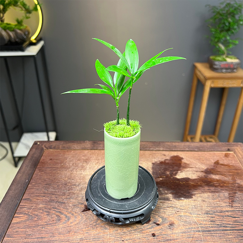 宿舍绿植小盆栽水培竹柏绿植长寿竹盆栽驱蚊竹植物四季常青桌面摆