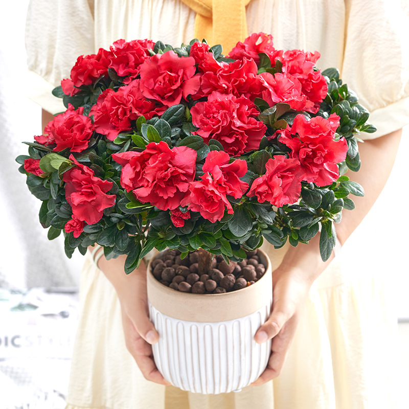 杜鹃花盆栽室内外阳台四季开花不断老桩大颗好养观花卉易活绿植