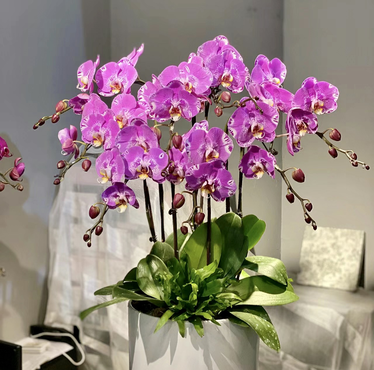 闪亮耀眼【藏宝图】大花蝴蝶兰带花精品室内盆栽