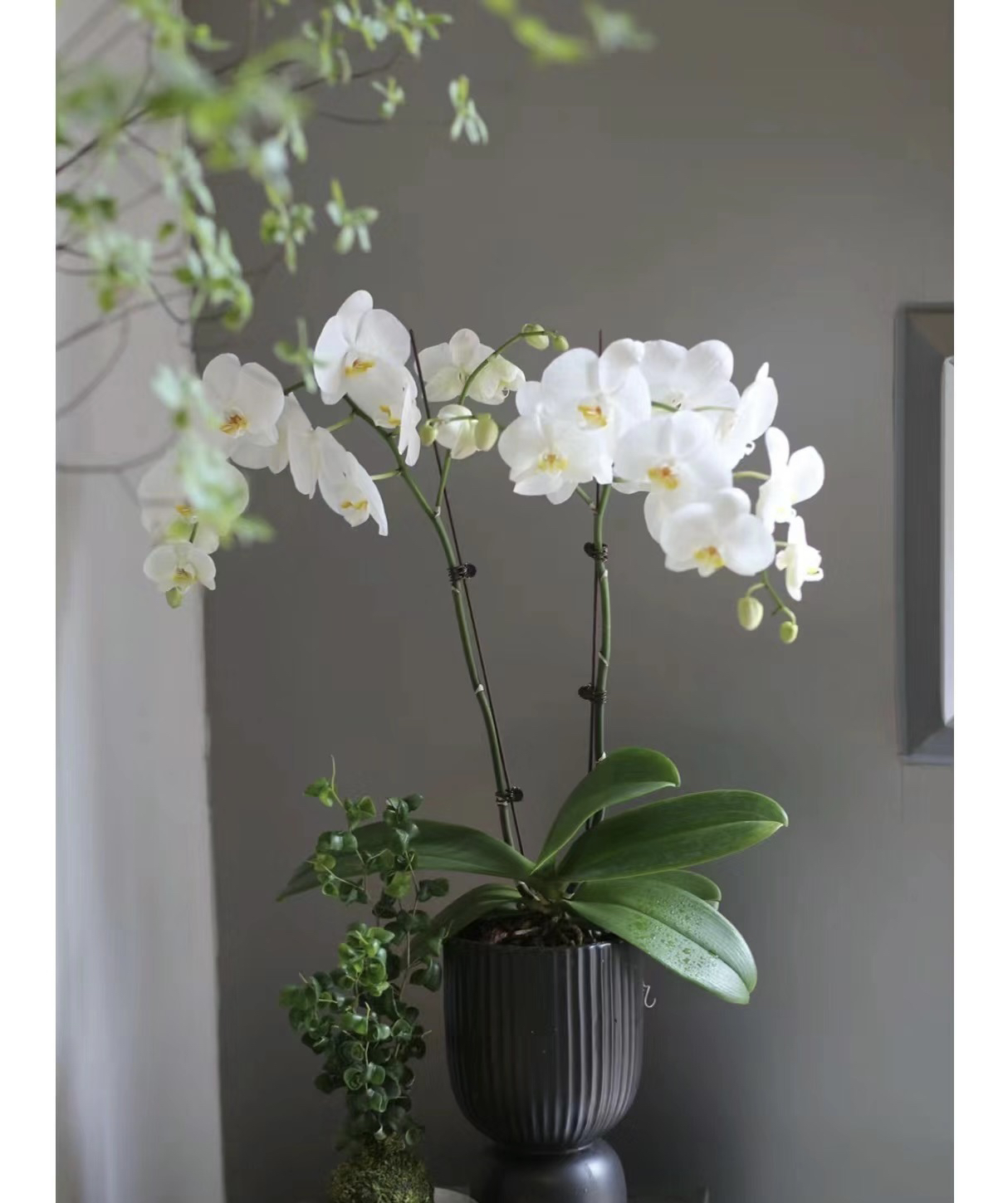 白色大花安祖【剑桥】蝴蝶兰带花室内精品盆栽