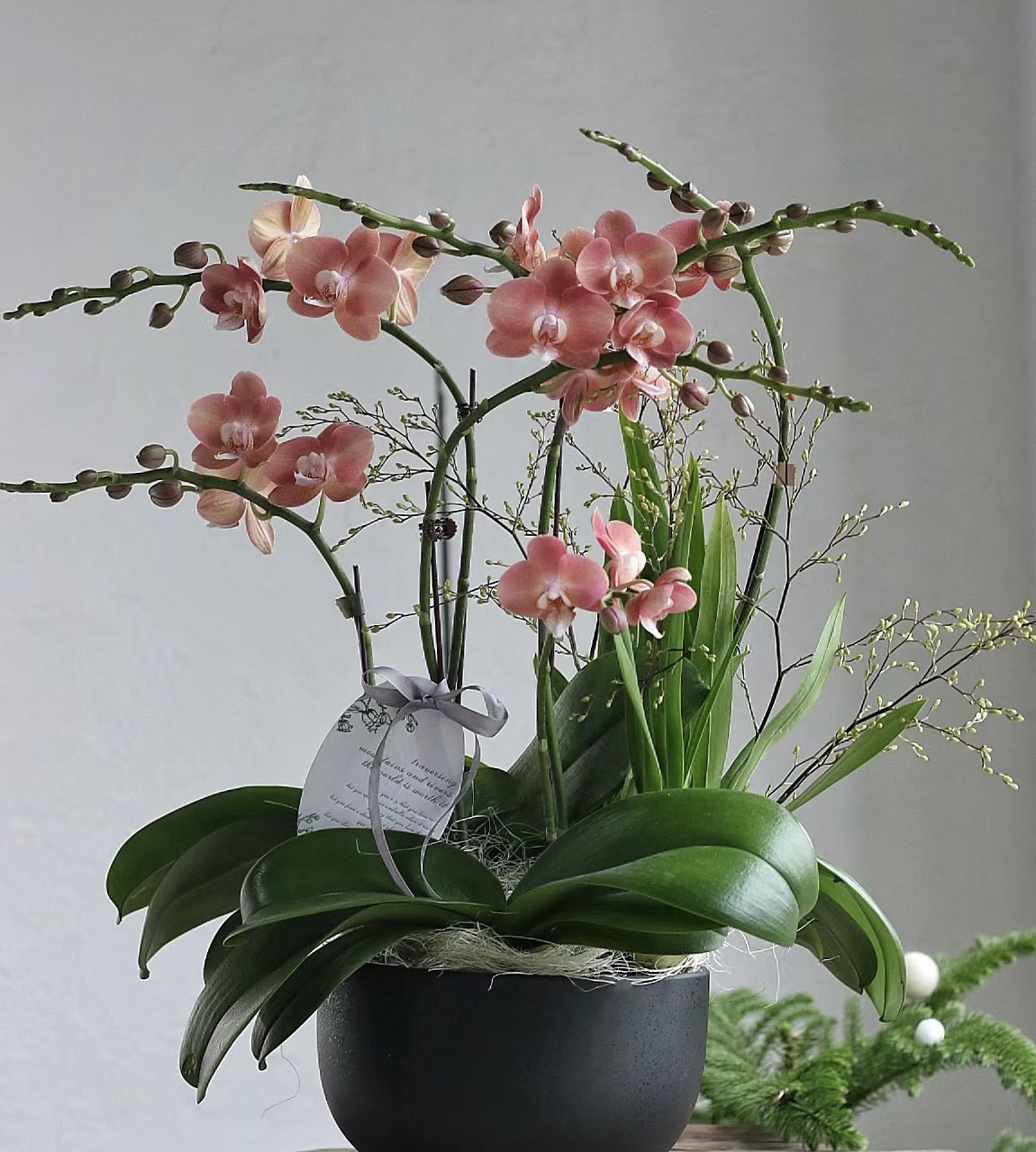 稀有花色【鲑鱼】蝴蝶兰带花发货室内盆栽