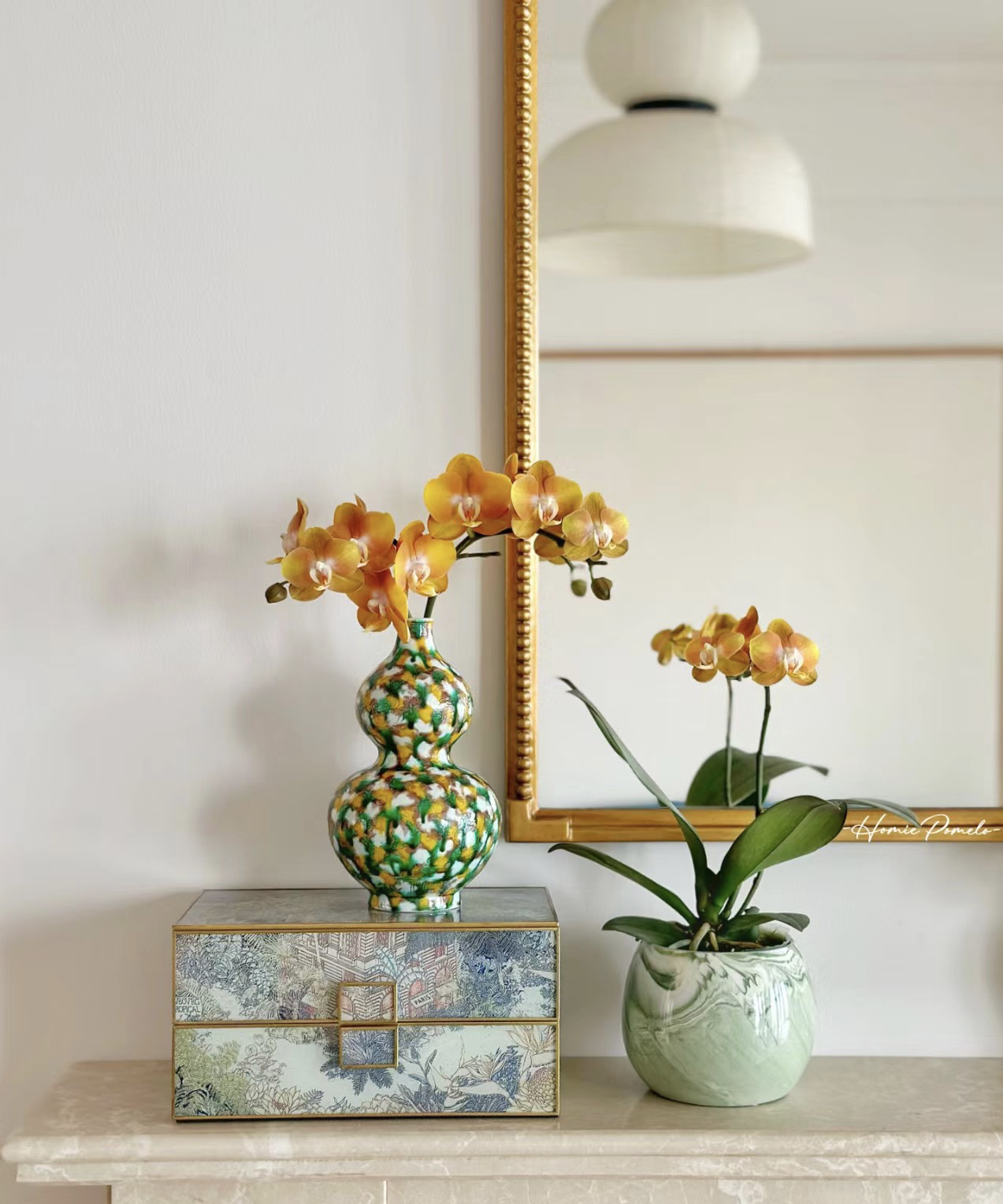 荷兰安祖欧品【拉斯维加斯】蝴蝶兰