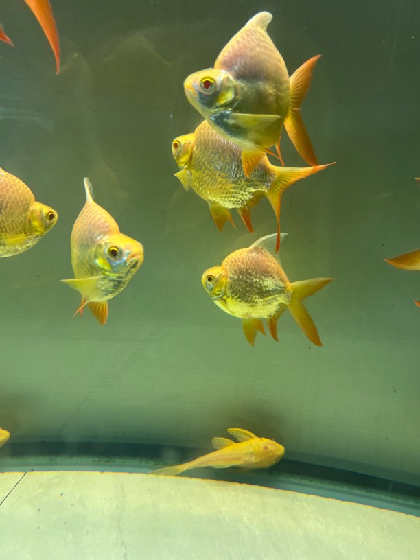 泰国进口元宝鲫零号短身柠檬鲫活体双线侧鱼金凤银凤龙鱼虎鱼配鱼