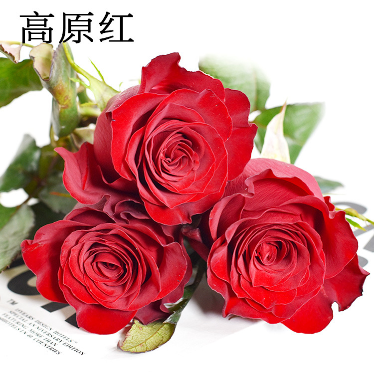 云南基地鲜花报名链接——（福利花）