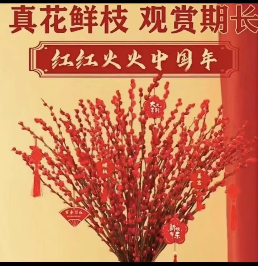 云寒耐寒年宵花 银柳真花鲜花（冬季爆品）好寓意 基地直发红色养护