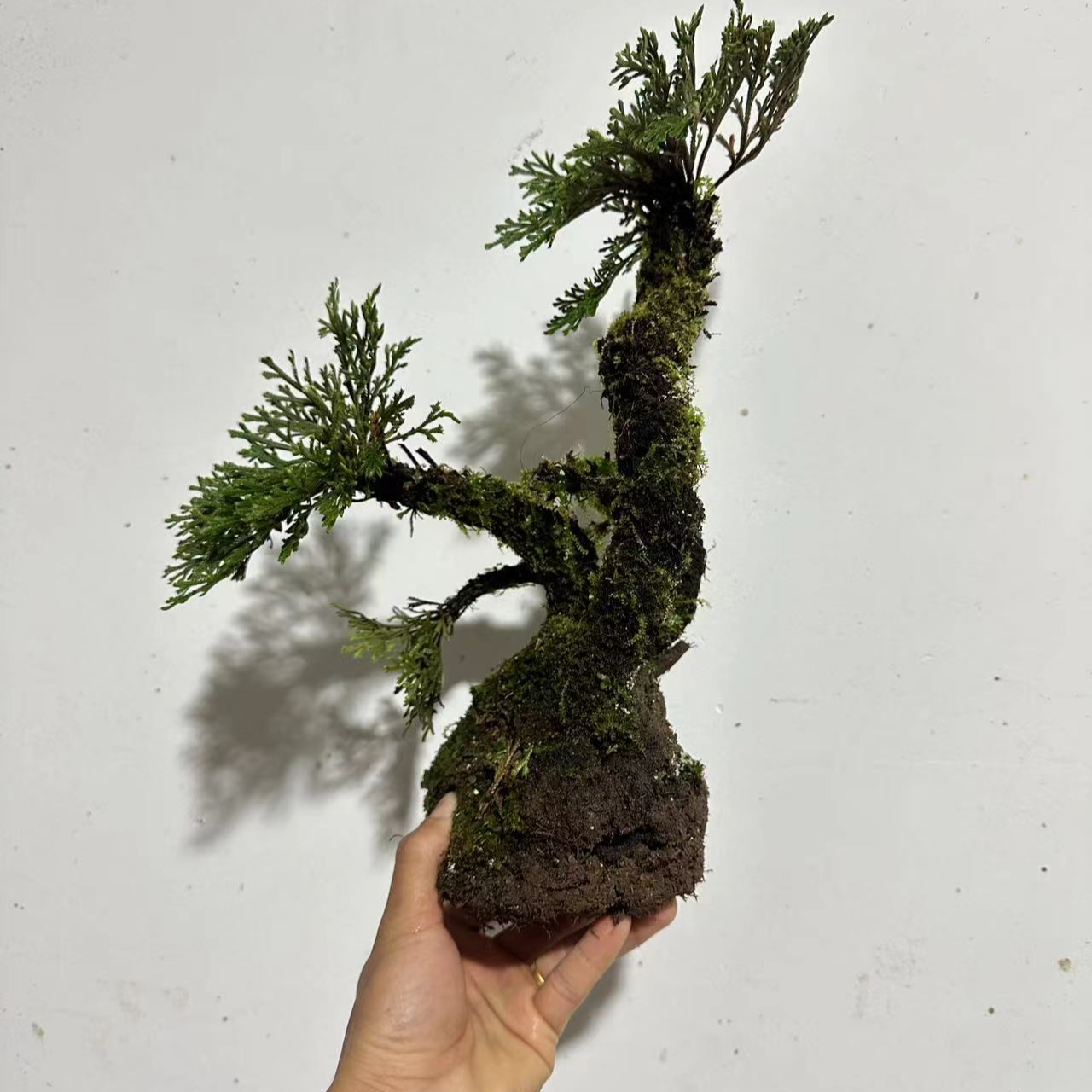 九死还魂草卷柏盆景绿植