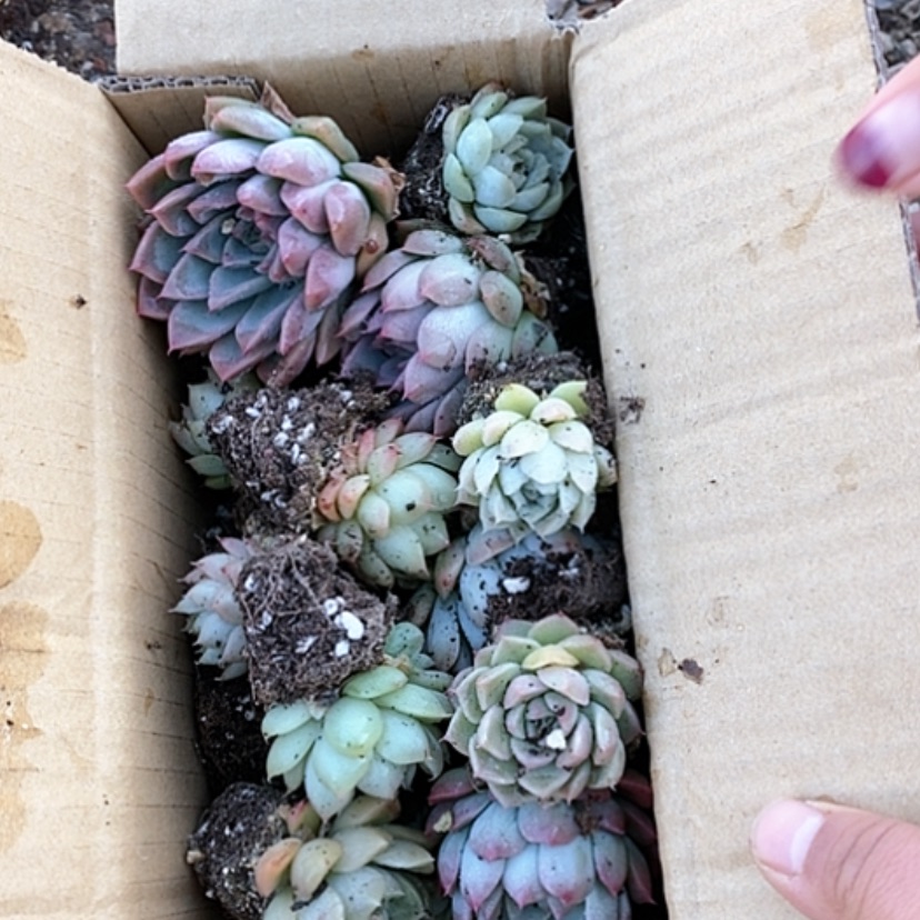 【闪购商品】701好看多肉一箱