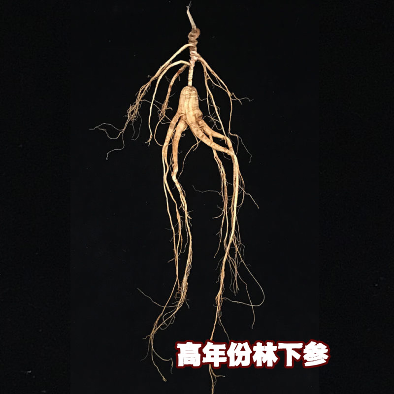 长白山林下参高年份干人参