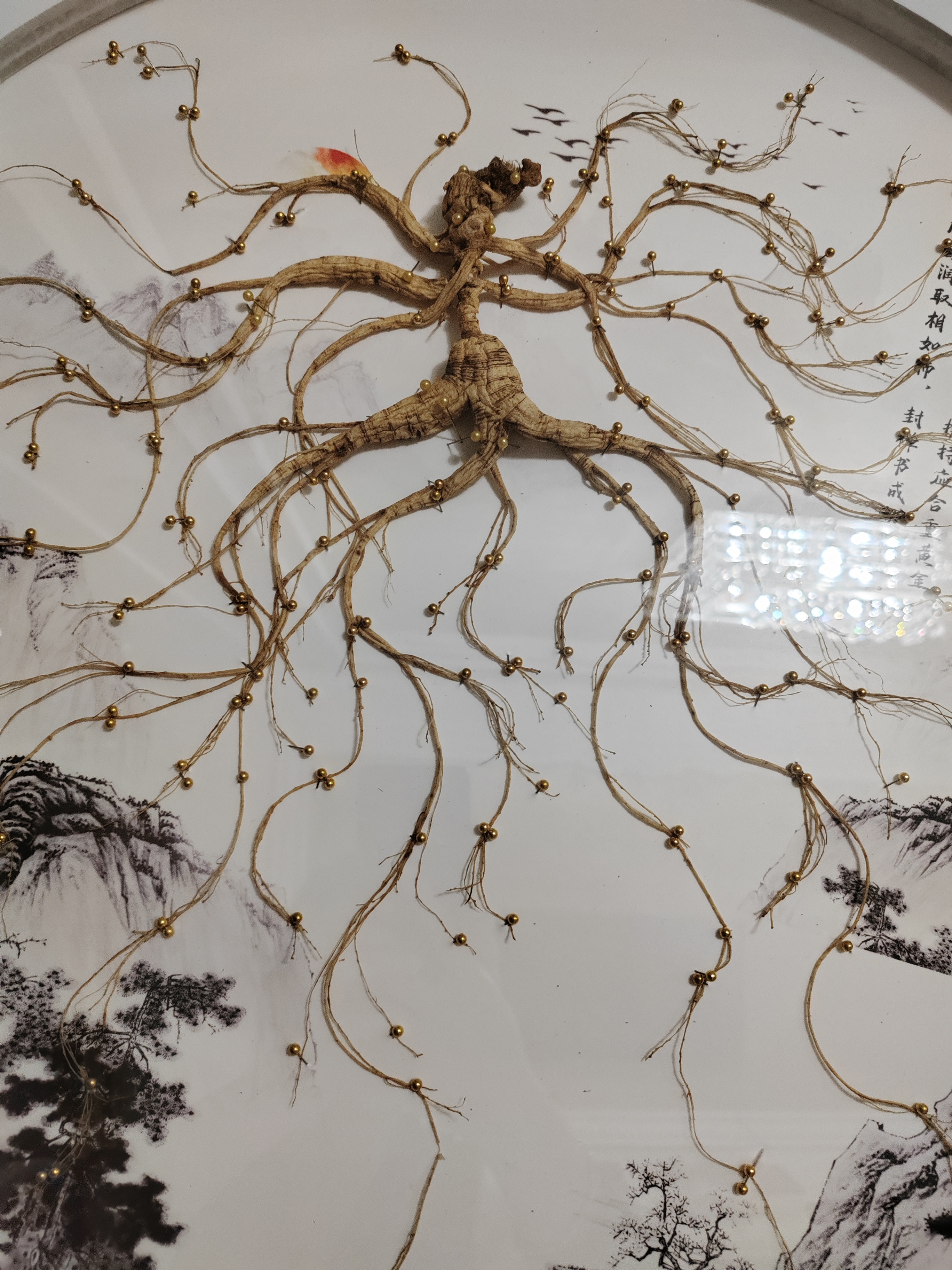 长白山林下人参精品挂件