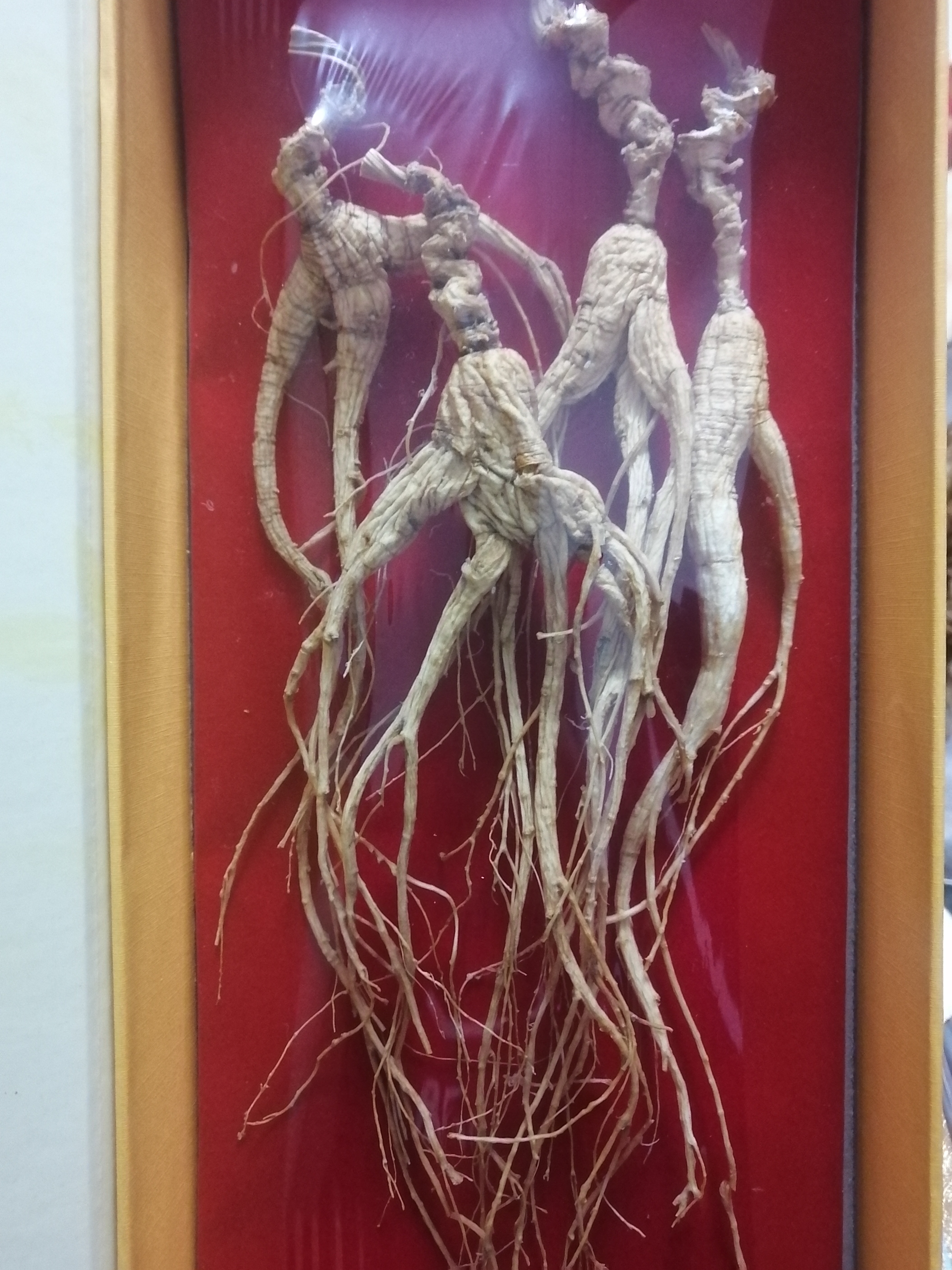 长白山林下人参礼盒装