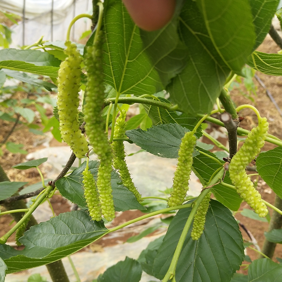 正宗长桑椹树苗长白桑香金葚桑树苗盆栽地栽带土带叶广东发货