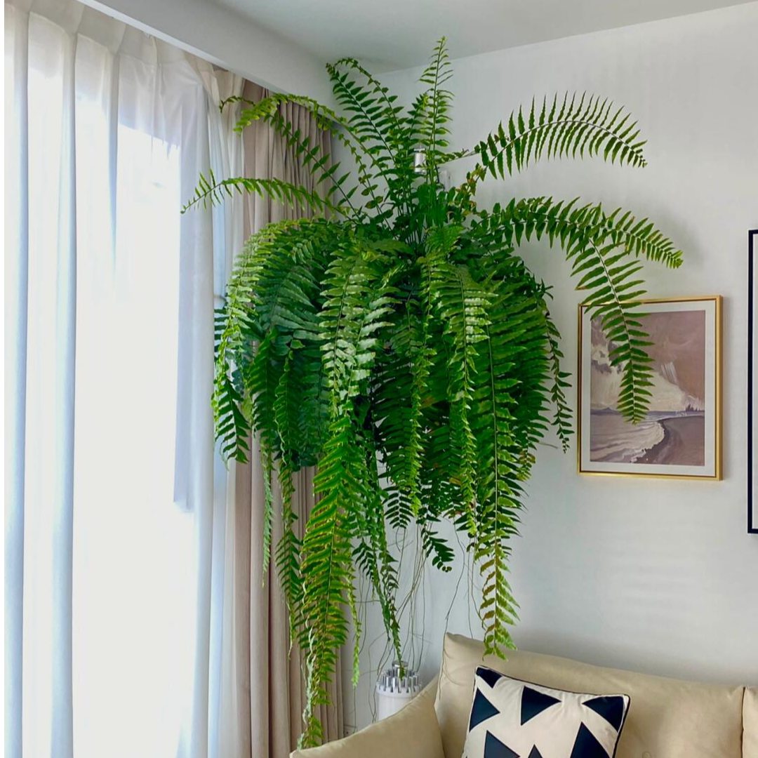 特大霸王蕨垂吊雨林耐寒植物室内客厅办公室桌面懒人盆栽四季常青