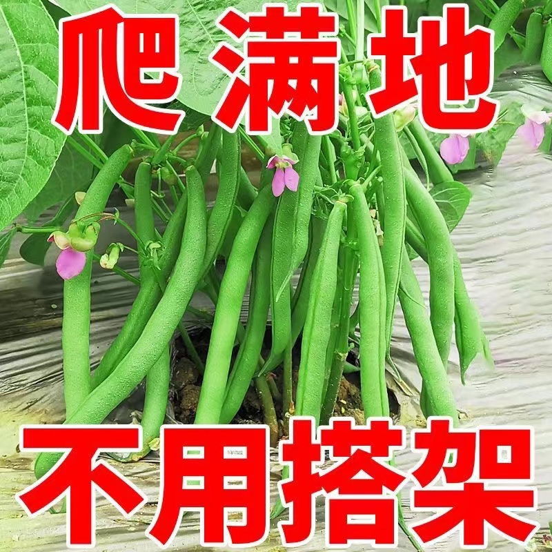 高产地豆无架豆四季豆种子芸豆豇豆种籽蔬菜子不搭架无筋阳台易种