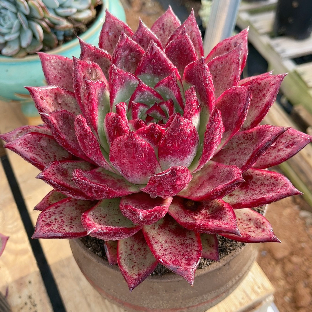 东云血罗多肉植物直播间一物一拍