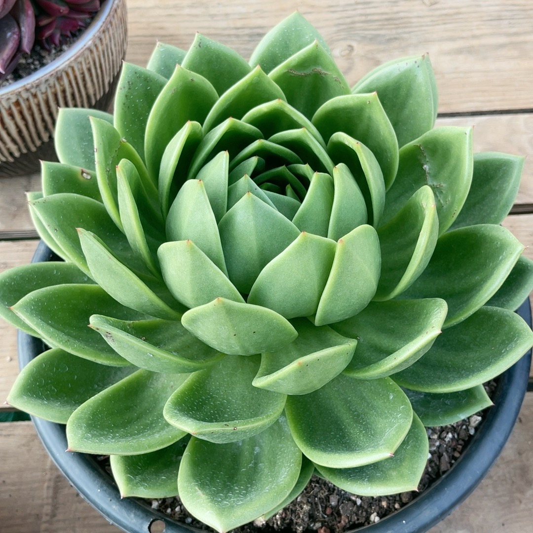 大翠花多肉植物好养好看直播间拍